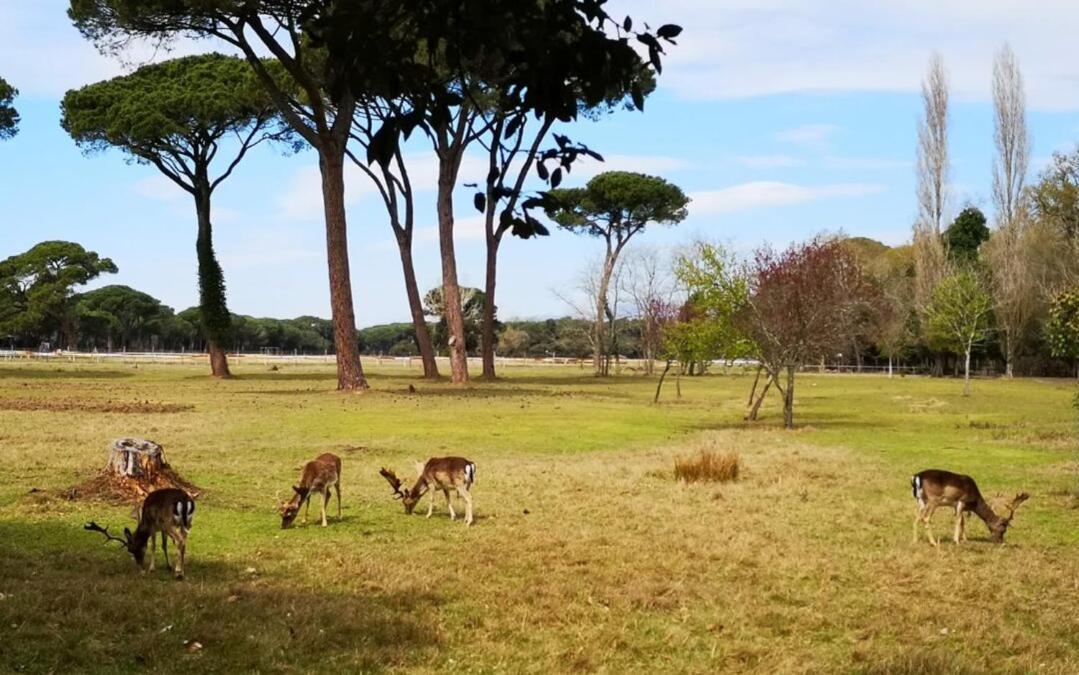 Casa Indipendente Pisa Villa Bagian luar foto